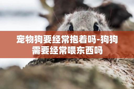 寵物狗要經常抱著嗎-狗狗需要經常喂東西嗎