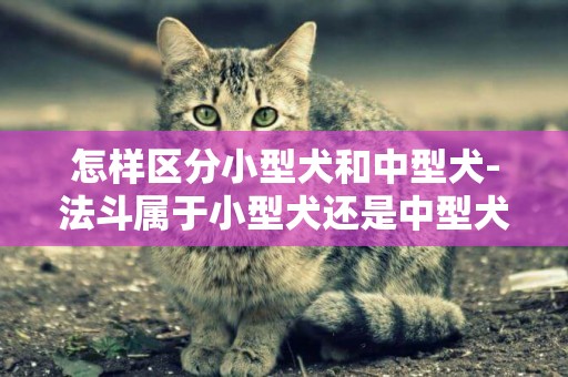 怎樣區分小型犬和中型犬-法斗屬于小型犬還是中型犬