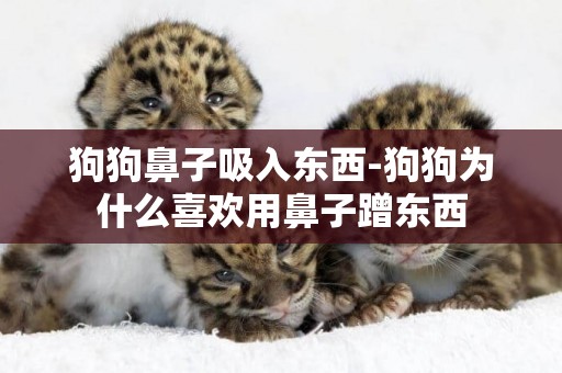 狗狗鼻子吸入東西-狗狗為什么喜歡用鼻子蹭東西