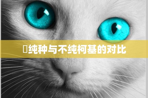 ?純種與不純柯基的對比