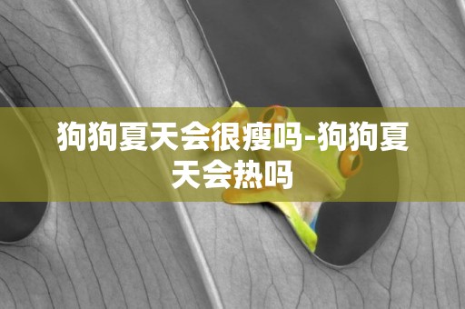 狗狗夏天會很瘦嗎-狗狗夏天會熱嗎