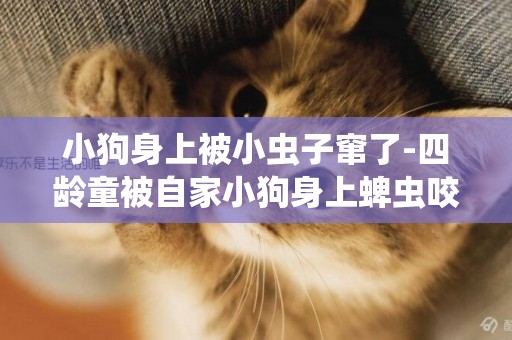 小狗身上被小蟲子竄了-四齡童被自家小狗身上蜱蟲咬傷