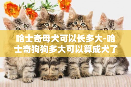 哈士奇母犬可以長多大-哈士奇狗狗多大可以算成犬了