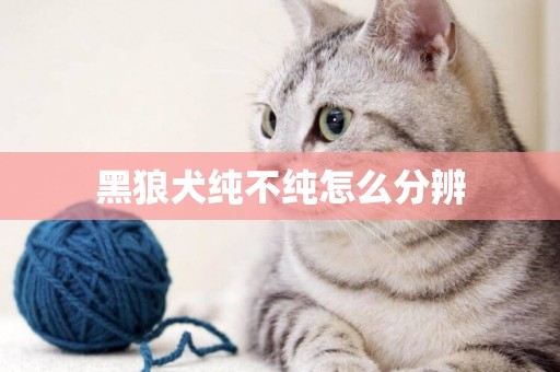 黑狼犬純不純怎么分辨