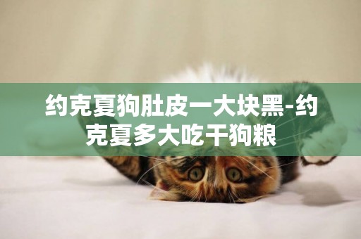 約克夏狗肚皮一大塊黑-約克夏多大吃干狗糧