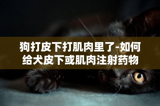 狗打皮下打肌肉里了-如何給犬皮下或肌肉注射藥物