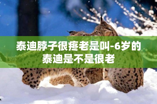泰迪脖子很疼老是叫-6歲的泰迪是不是很老