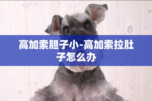 高加索膽子小-高加索拉肚子怎么辦