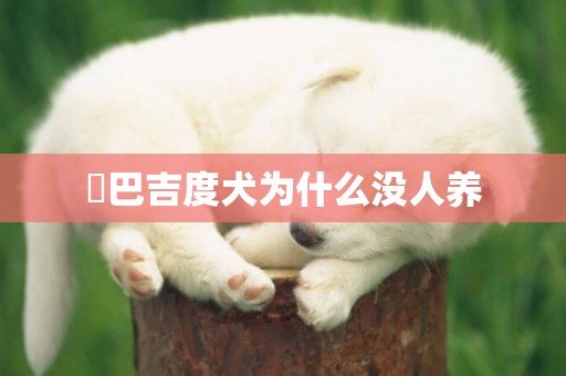 ?巴吉度犬為什么沒人養