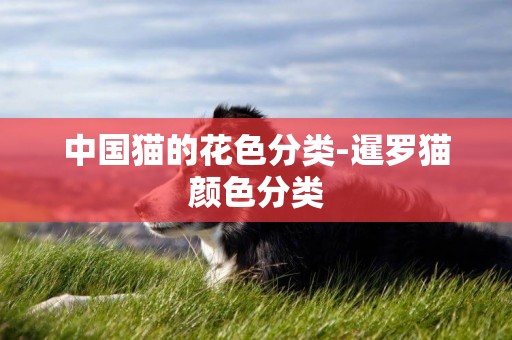 中國貓的花色分類-暹羅貓顏色分類