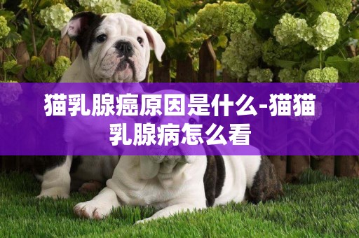 貓乳腺癌原因是什么-貓貓乳腺病怎么看
