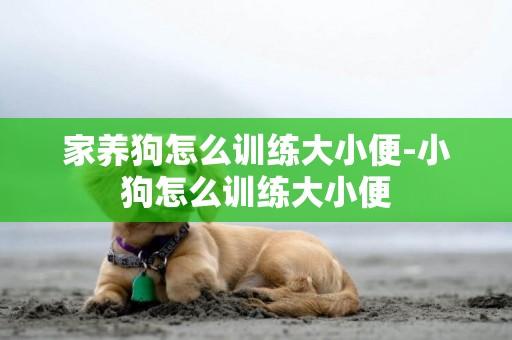 家養狗怎么訓練大小便-小狗怎么訓練大小便