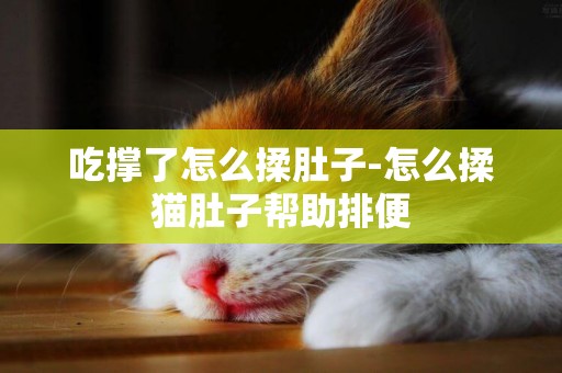 吃撐了怎么揉肚子-怎么揉貓肚子幫助排便