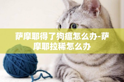 薩摩耶得了狗瘟怎么辦-薩摩耶拉稀怎么辦