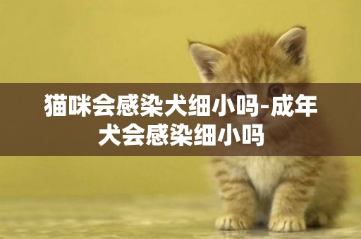 貓咪會感染犬細小嗎-成年犬會感染細小嗎