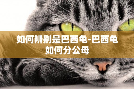 如何辨別是巴西龜-巴西龜如何分公母