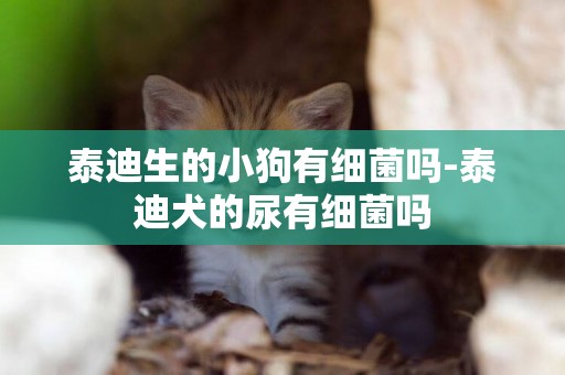 泰迪生的小狗有細菌嗎-泰迪犬的尿有細菌嗎