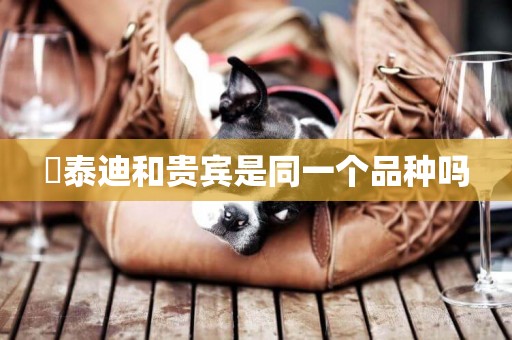 ?泰迪和貴賓是同一個品種嗎