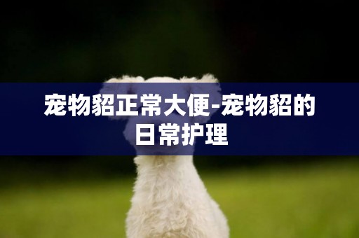 寵物貂正常大便-寵物貂的日常護理