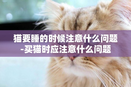 貓要睡的時候注意什么問題-買貓時應注意什么問題