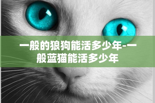 一般的狼狗能活多少年-一般藍貓能活多少年