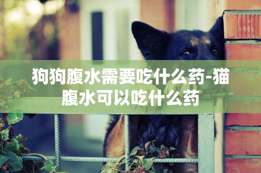 狗狗腹水需要吃什么藥-貓腹水可以吃什么藥