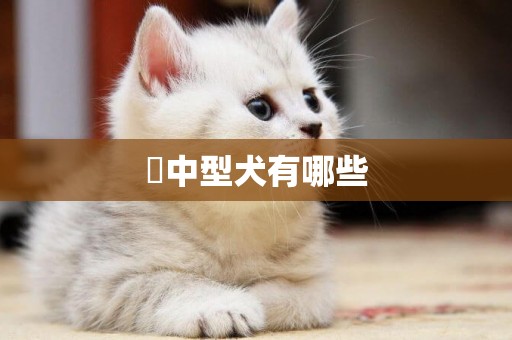 ?中型犬有哪些