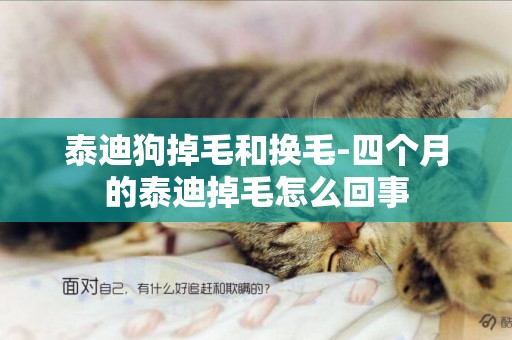泰迪狗掉毛和換毛-四個月的泰迪掉毛怎么回事
