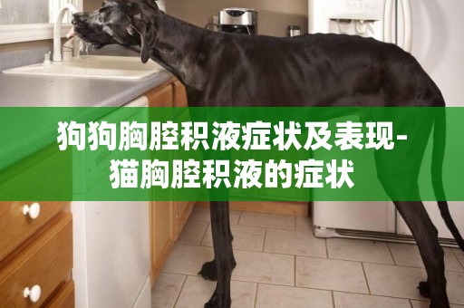 狗狗胸腔積液癥狀及表現-貓胸腔積液的癥狀