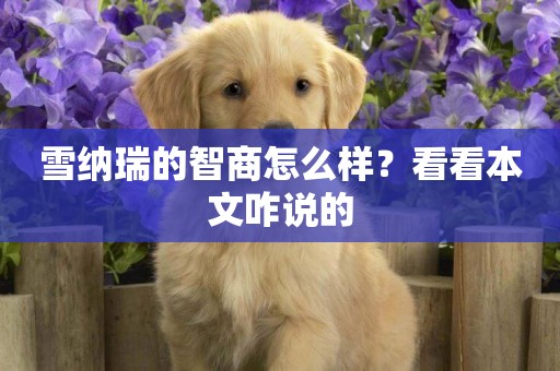 雪納瑞的智商怎么樣？看看本文咋說的