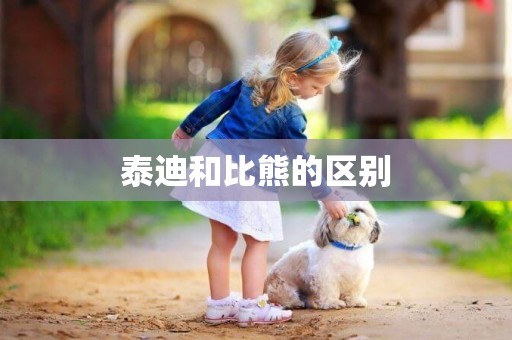 泰迪和比熊的區別