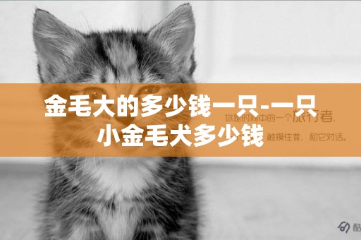 金毛大的多少錢一只-一只小金毛犬多少錢
