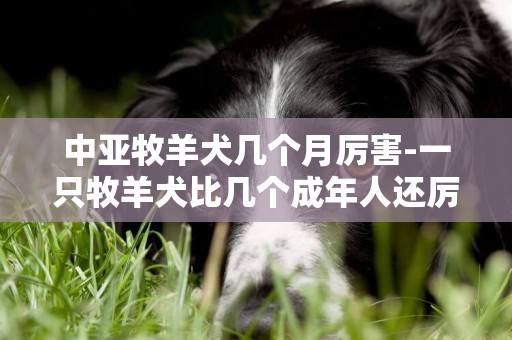 中亞牧羊犬幾個月厲害-一只牧羊犬比幾個成年人還厲害