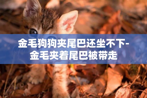 金毛狗狗夾尾巴還坐不下-金毛夾著尾巴被帶走