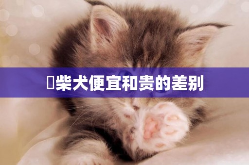 ?柴犬便宜和貴的差別