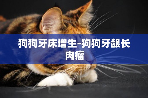 狗狗牙床增生-狗狗牙齦長肉瘤