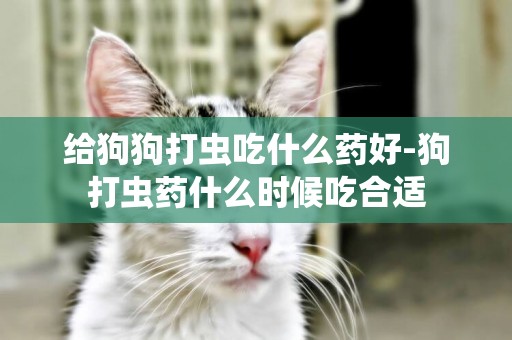 給狗狗打蟲吃什么藥好-狗打蟲藥什么時候吃合適