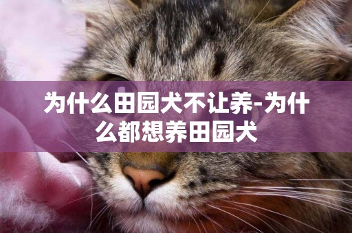 為什么田園犬不讓養-為什么都想養田園犬
