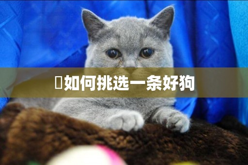 ?如何挑選一條好狗
