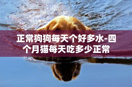 正常狗狗每天個好多水-四個月貓每天吃多少正常