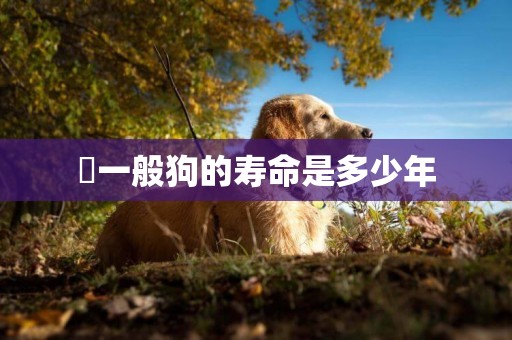 ?一般狗的壽命是多少年
