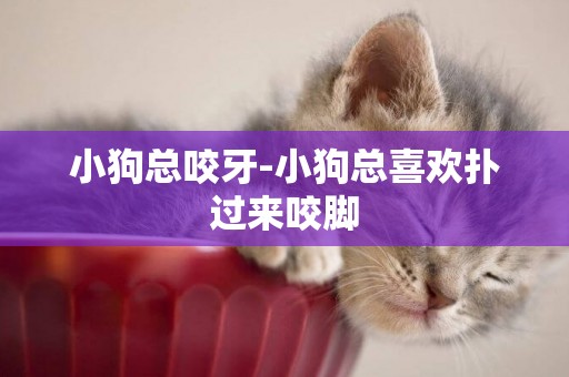 小狗總咬牙-小狗總喜歡撲過來咬腳
