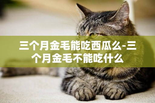 三個月金毛能吃西瓜么-三個月金毛不能吃什么
