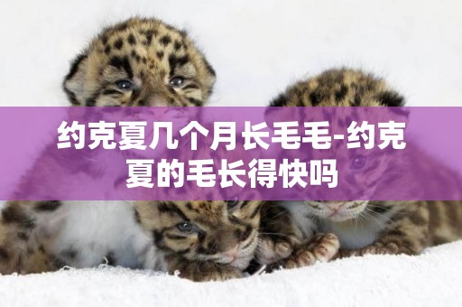 約克夏幾個月長毛毛-約克夏的毛長得快嗎