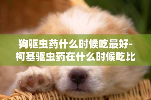 狗驅蟲藥什么時候吃最好-柯基驅蟲藥在什么時候吃比較好