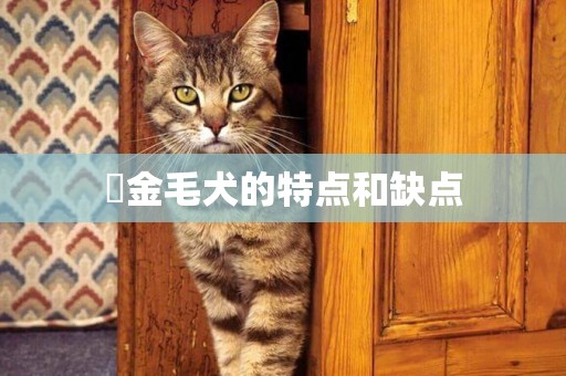 ?金毛犬的特點和缺點