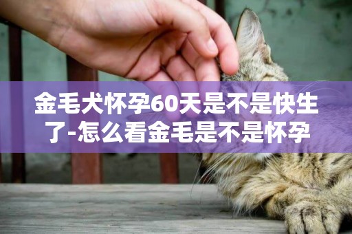 金毛犬懷孕60天是不是快生了-怎么看金毛是不是懷孕了