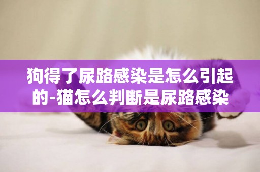 狗得了尿路感染是怎么引起的-貓怎么判斷是尿路感染