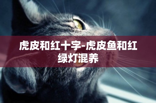 虎皮和紅十字-虎皮魚和紅綠燈混養