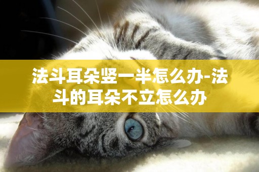 法斗耳朵豎一半怎么辦-法斗的耳朵不立怎么辦